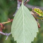 Crataegus mollis 葉