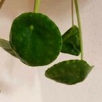 Pilea peperomioides Лист