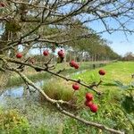 Crataegus persimilis Фрукт