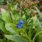 Cynoglottis barrelieri 葉