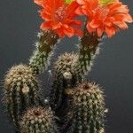 Echinocereus polyacanthus Цветок