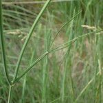 Oenanthe pimpinelloides Leaf