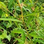 Ludwigia alternifolia Leaf