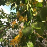 Azara serrata Floare