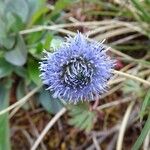 Globularia bisnagarica Fiore