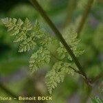 Anthriscus caucalis Fuelha