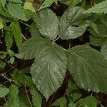 Rubus albiflorus Blatt