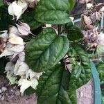 Clerodendrum thomsoniae Leaf