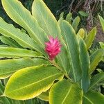 Alpinia purpurata Flower