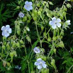 Geranium pratense 整株植物