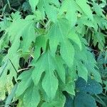 Tithonia diversifolia Habit