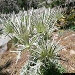 Eryngium spinalba Flor