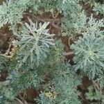 Artemisia thuscula Leaf