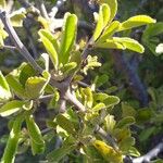 Gymnosporia putterlickioides Leaf