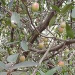 Clusia minor Fruto