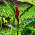 Alpinia purpurata Flower