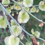 Rumex induratus ফুল