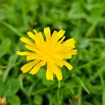 Scorzoneroides autumnalis Flower