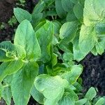 Sium sisarum Hoja