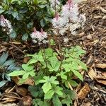 Tiarella cordifolia 整株植物