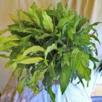 Spathiphyllum wallisii عادت داشتن