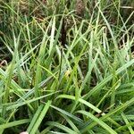 Carex acuta Folla