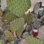 Opuntia maxima Yeri