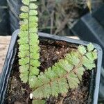 Adiantum caudatum পাতা