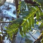 Polypodium vulgare Ліст