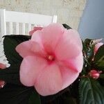 Impatiens balsaminaFlower