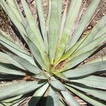 Yucca pallida Hábito