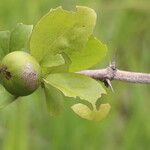 Flacourtia indica Frucht