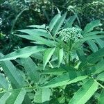 Sambucus ebulusLeht