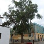 Casuarina cunninghamiana Habitus