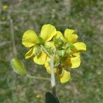 Helianthemum oelandicum Blomma