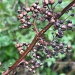 Scrophularia auriculata Fruitua