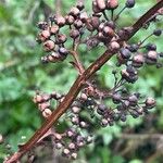 Scrophularia auriculata Fruit