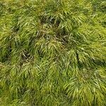 Acacia cognata Fuelha
