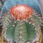 Melocactus matanzanus 葉