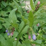 Symphytum caucasicum Folha