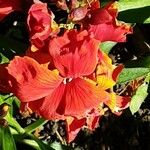Erysimum × cheiri Floare
