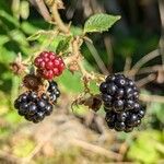 Rubus vestitus Frucht