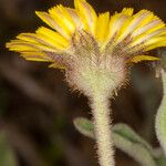 Andryala integrifolia Ŝelo