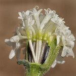 Chaenactis stevioides Blüte