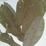 Couepia excelsa Other
