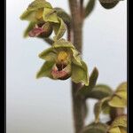 Epipactis kleinii Flor