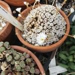 Conophytum cubicum Çiçek