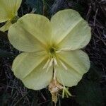 Oenothera elata Foglia