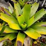 Guzmania plumieri Leaf