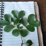 Guaiacum officinale Leaf